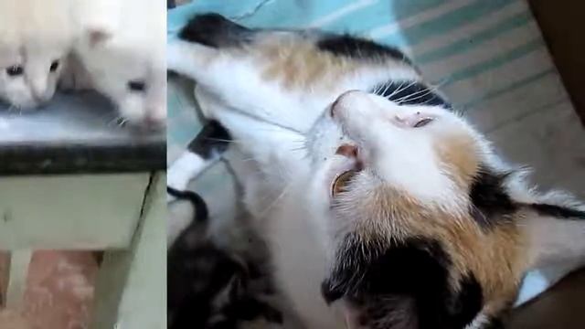 МНОГОДЕТНАЯ МАМА смотреть онлайн