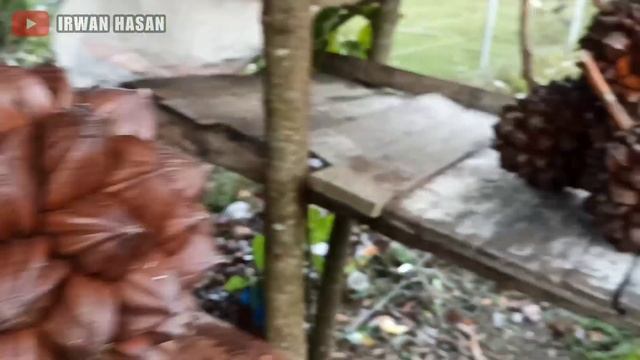 Pertama kali coba Buah Nipah смотреть онлайн