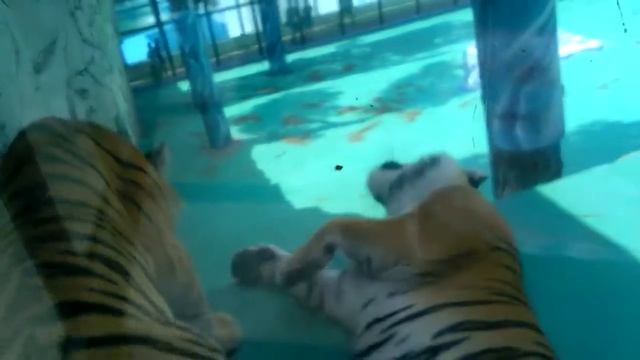 Два тигра смотреть онлайн