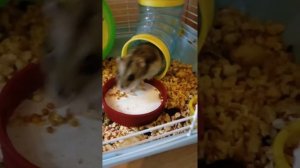 Сказка про джунгарских хомячков серия 1