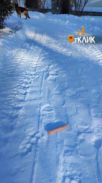 Проверяем собак!