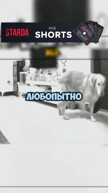 Эта умная собака слушала поручения хозяйки, через камеру! #shorts #short смотреть онлайн