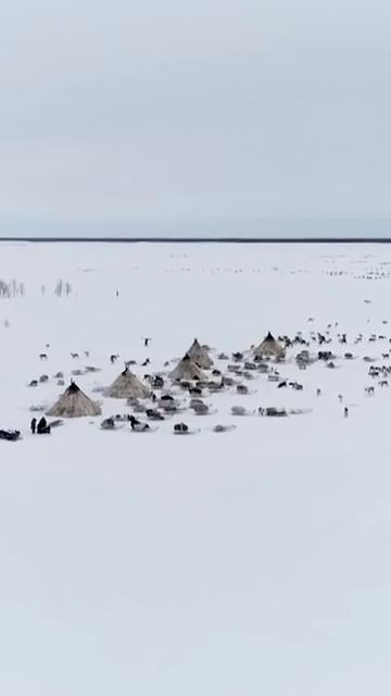 📍Счастливая жизнь коренных народов Крайнего Севера