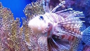 Тайланд . Бангкок . Океанариум . Март 2024 . 8 день . 4 часть .