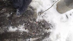 сквозь асфальт пробивается берёзка