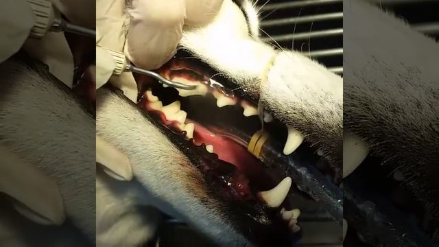 Routine Dental (Scaling and polishing) смотреть онлайн
