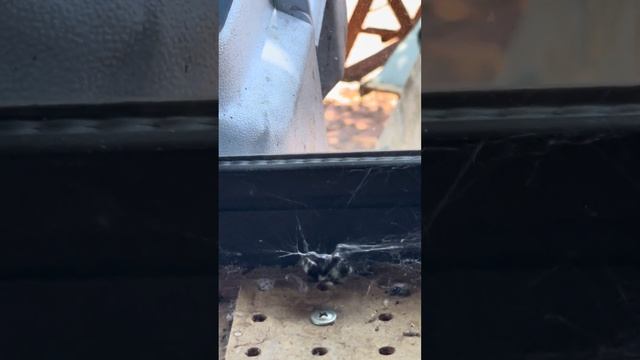 Battle between spider and bumble bee смотреть онлайн