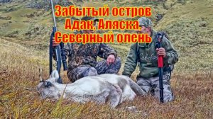 Забытый остров Адак, Аляска, Северный олень