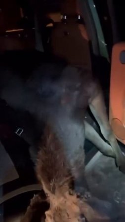 жуткое дтп с лосем. залетел в салон через люк!