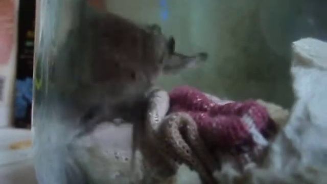 Мышата умываются смотреть онлайн