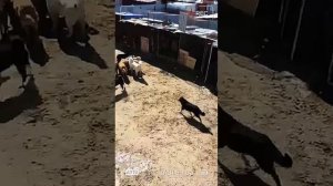 Архив приют ПМЖ