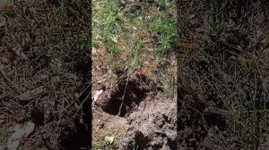 Отличный коп в лес. Большое количество монет.