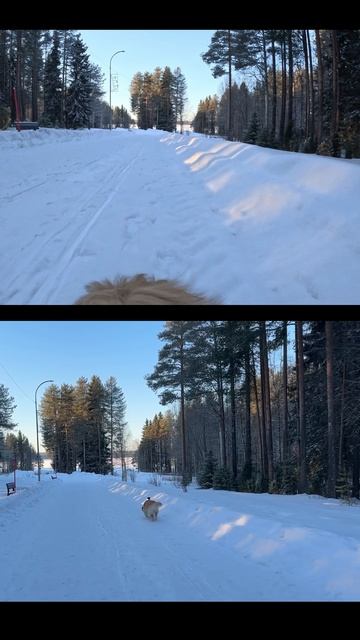 Гуляем по живописным местам с золотистым ретривером Леей! собака золотистыйретривер