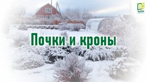 Огород с УдГАУ \ Почки и кроны