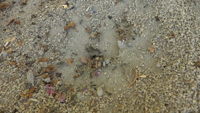 Iridomyrmex sp. ants - pre nuptial flight males смотреть онлайн