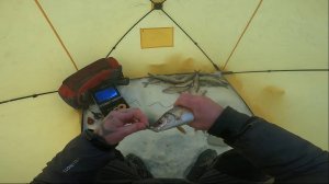 Рыбалка для души в феврале. Сиг, ловля на зимнюю удочку. 14.02.2023