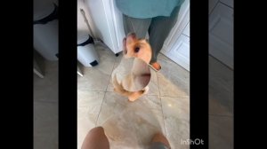 Мой Чииииииииип!!!!