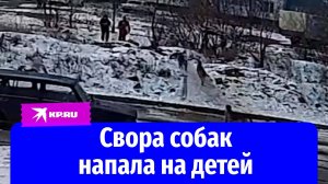 Собаки набросились на школьников в Воронеже