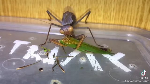 14 сентября 2021 г. Богомол смотреть онлайн