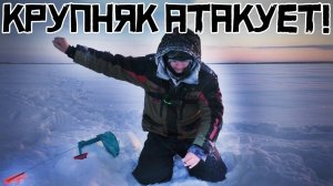 ТАКАЯ рыбалка БЫВАЕТ РАЗ В ЖИЗНИ! Разбурили таёжное болото и ПОНЕСЛАСЬ!