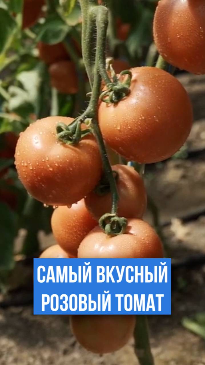 САМЫЙ ВКУСНЫЙ розовый томат!