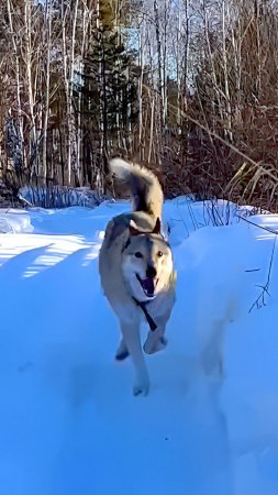 Прогулка с Лисой. Жизнь В Сибирский Деревне. #animals #cat #животные
