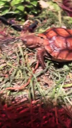 Tiny Desert Tortoise SHELBY climbing mountains while her bro sleeps!