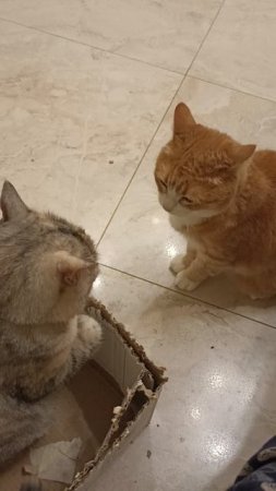 Кошки играют