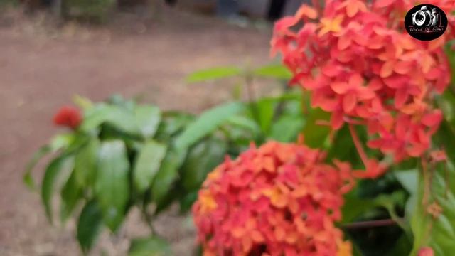 Beautiful Butterfly🦋 || Papilio polymnestor || Sucking Nectar from Flower🌷 ||4K Nature смотреть онлайн