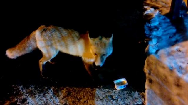 Смелая! Красивая лиса! Омск 2017! смотреть онлайн