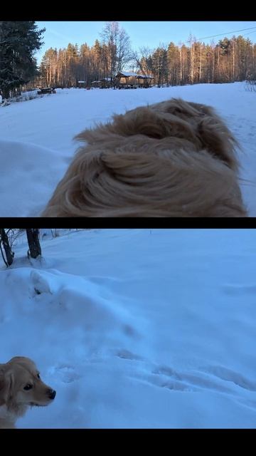 Прогулка с собакой на природе! goldenretriever dogs