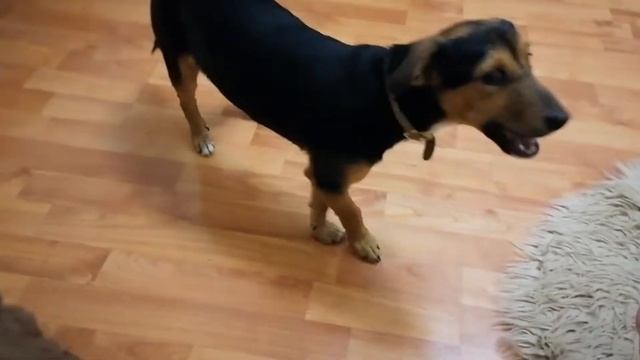 #Барни_поздравляет_Гаяну смотреть онлайн