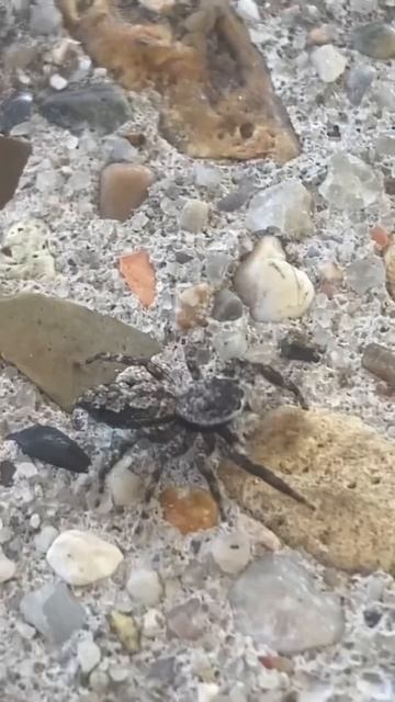 Jumping Spider 🕷 смотреть онлайн