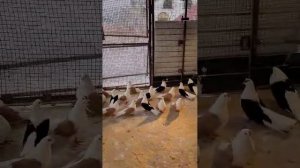 Николаевские голуби Луганской обл Олейник Юрий