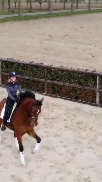 Конный спорт смотреть онлайн