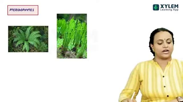 PLANT KINGDOM  ⚔️| PLUS ONE FULL REVISION | BIOLOGY | XYLEM LEARNING