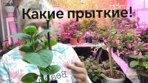 Строптивые красавицы Крупнолистные красавицы зацветают. Что делать?