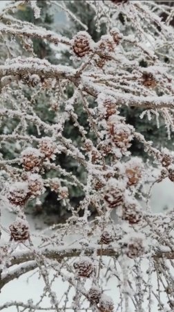13 февраля 2025г.