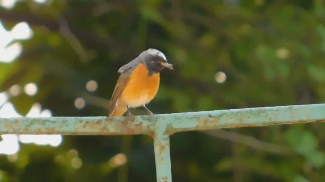 горихвостка-лысушка P. phoenicurus подзывает слетков для кормления смотреть онлайн