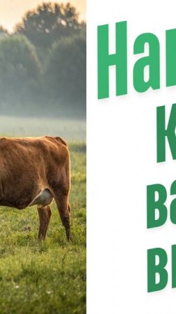 Какой навоз лучше?