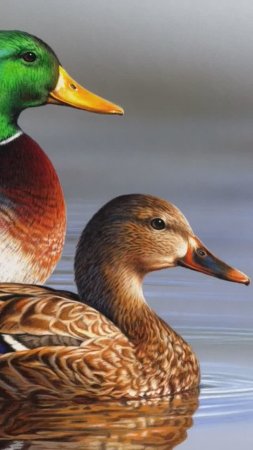 ГОЛОС КРЯКВЫ Mallard voice