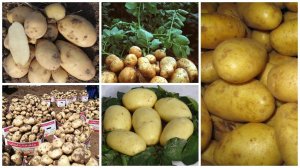 🥔🥔🥔Редкие сорта семенного картофеля в нашей коллекции – 2025!