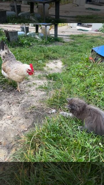 Курица отобрала мышь у кота😅 смотреть онлайн