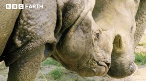 BBC Earth: Молодые Носороги Играют в Погоню За Поцелуями | Азия