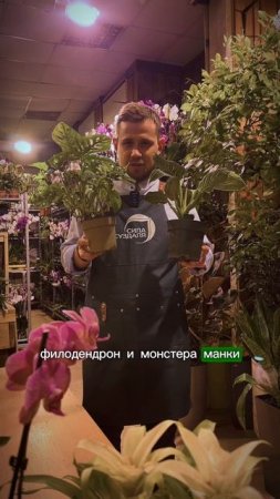Какие растения можно и нужно ставить друг с другом #комнатныерастения #цветы #растения #сад
