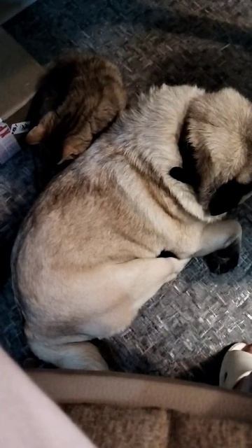 Котёнок надоедает мопсу