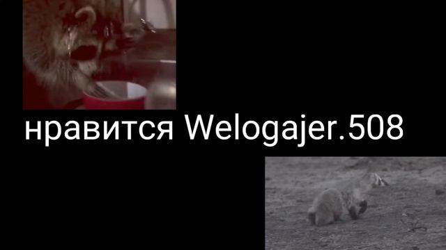 енот против американского барсука смотреть онлайн