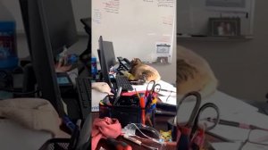 подборка котиков
