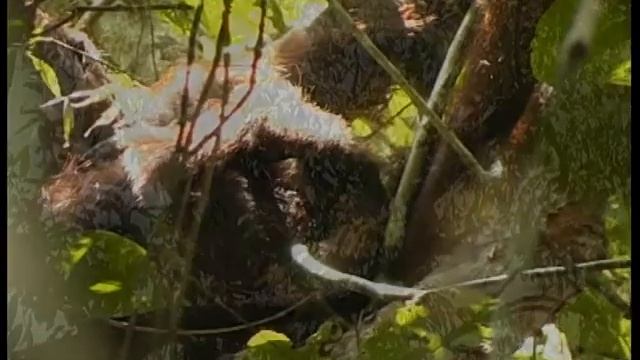 Kinabatangan.avi смотреть онлайн