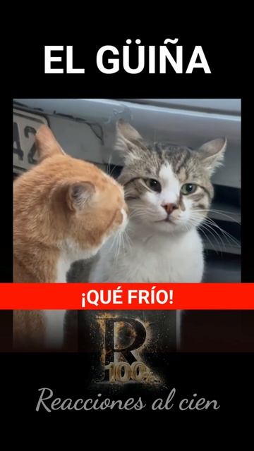 El Güiña #gatochileno #elgüiña #humor #humorchileno #reaccionesalcien смотреть онлайн